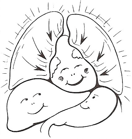 Franklin Method Organs -  All the organs are happy when the breath moves them in the right way