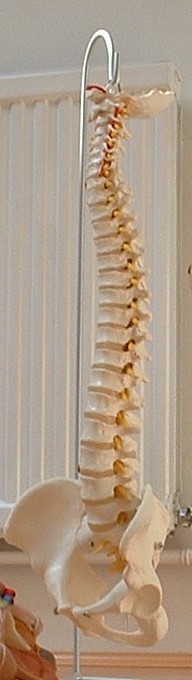 Spine Osteopath Cranial Osteopathy  Franklin Method
