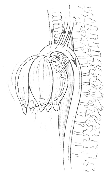 The Heart Lifts like a Flower Seeking The Sunlight - Franklin Method Exercise That Lifts And Opens The U?pper Back